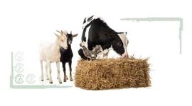 ارزش غذایی و زراعی کاه