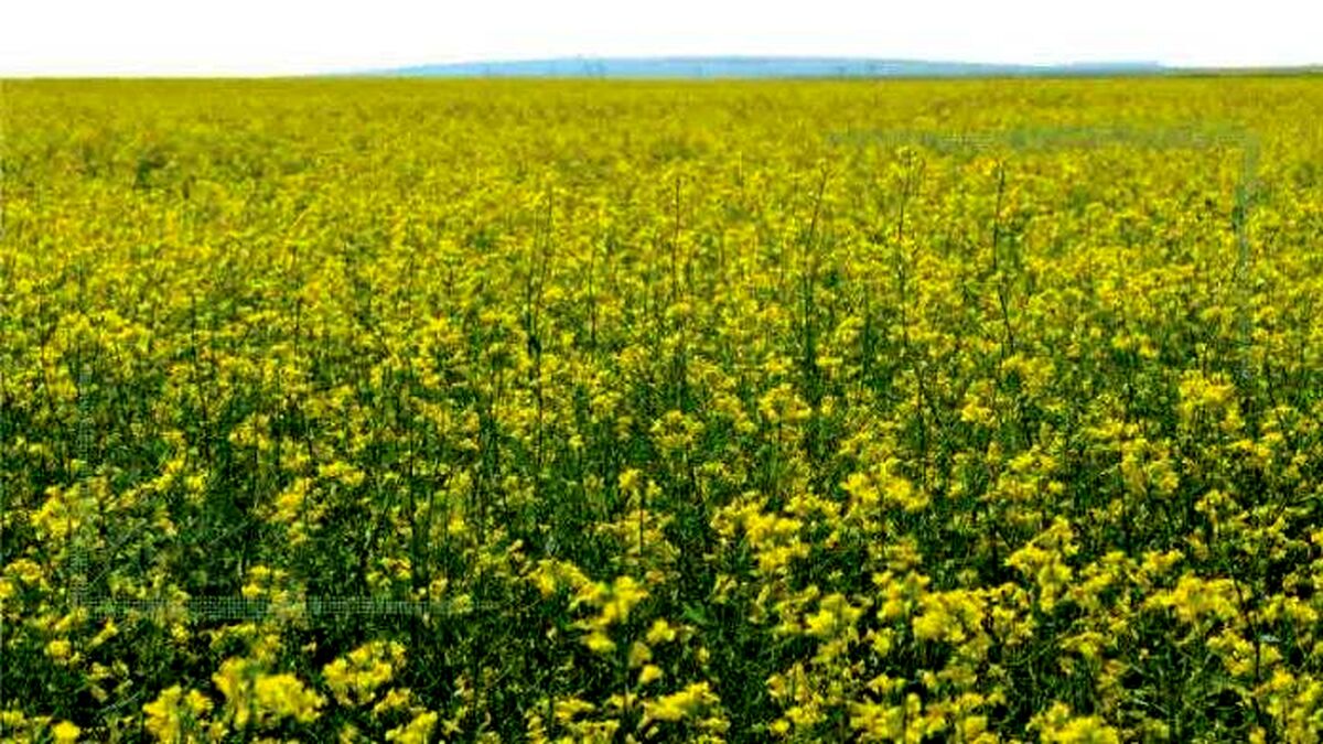 دلایل موفق نبودن طرح محوری دانه‌های روغنی