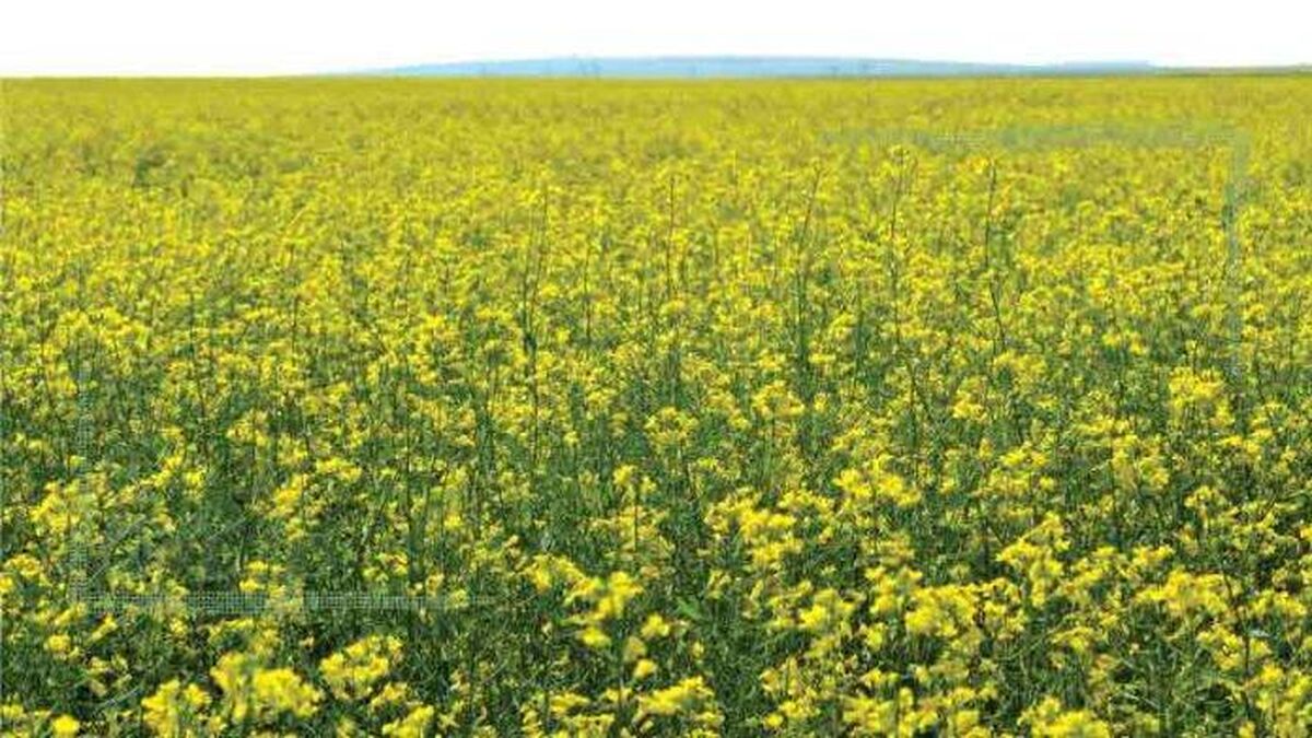 دلایل موفق نبودن طرح محوری دانه‌های روغنی