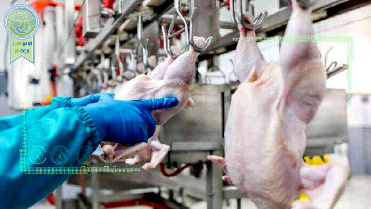 قیمت انواع مرغ در ۲۰ خرداد ۱۴۰۲