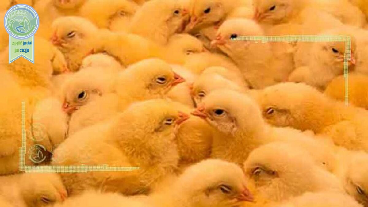 مافیای جوجه یک روزه در کشور