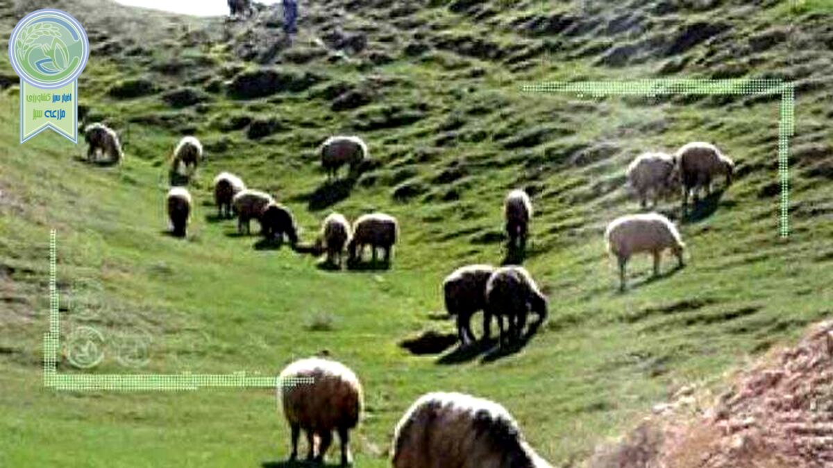 چرای 80 میلیون دام در مراتع کشور