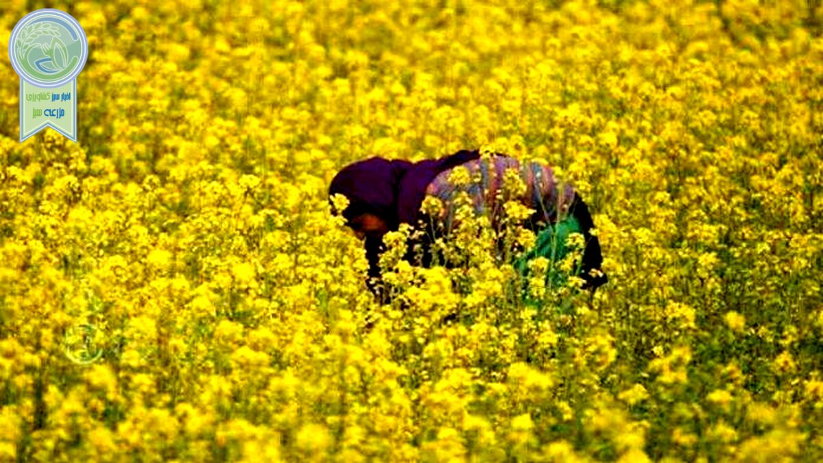 قیمت خرید تضمینی دانه‌های روغنی افزایش یافت