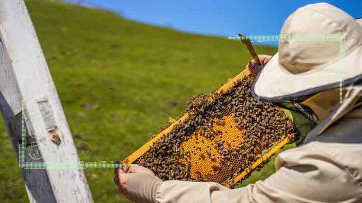 حال ناخوش صنعت زنبورداری