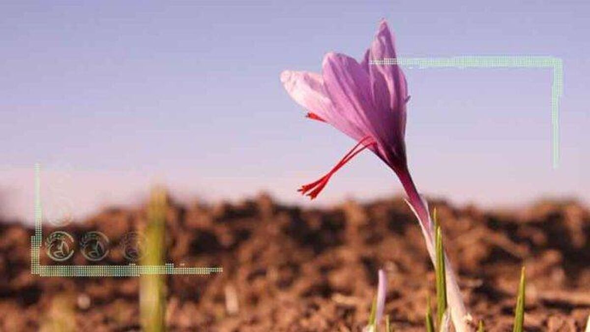 بازار متشنج زعفران