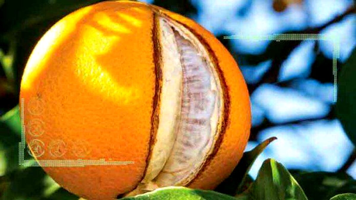 دلایل ترکیدگی مرکبات