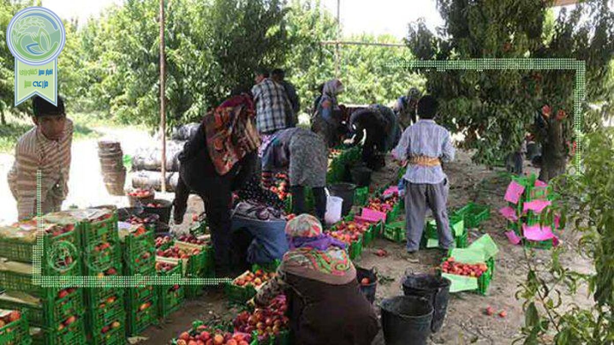 اشتغالزایی در عمل توسط کشاورزی پیشرو
