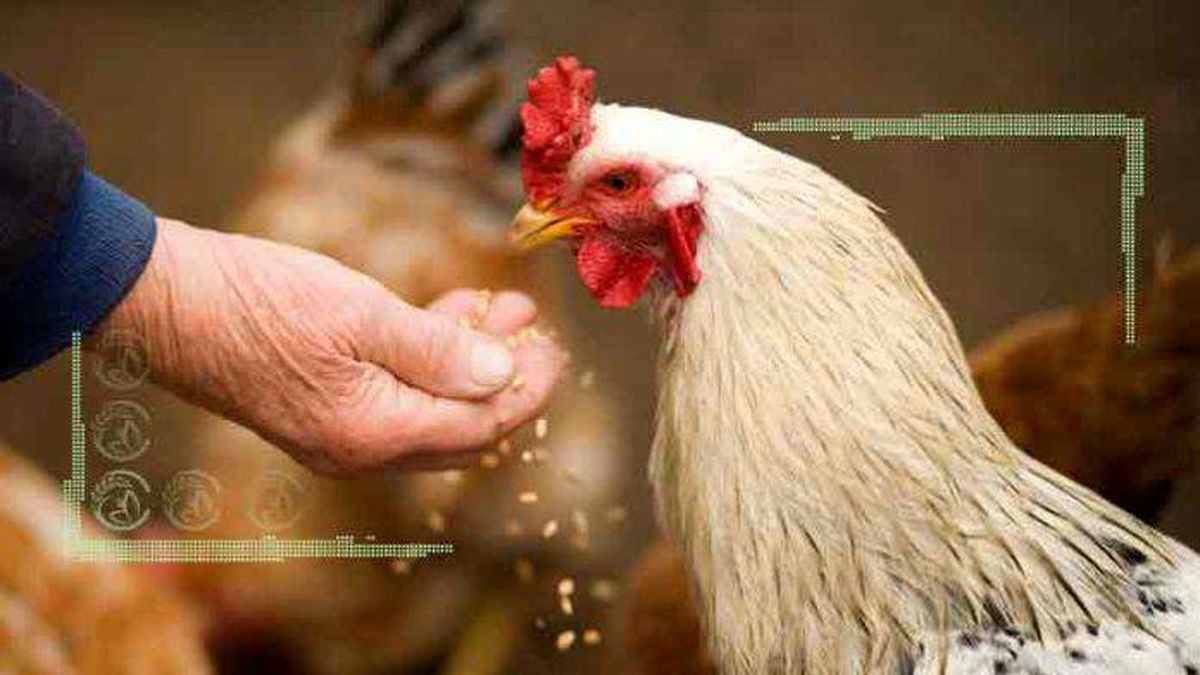 وضعیت عرضه مرغ بهتر می‌شود؟