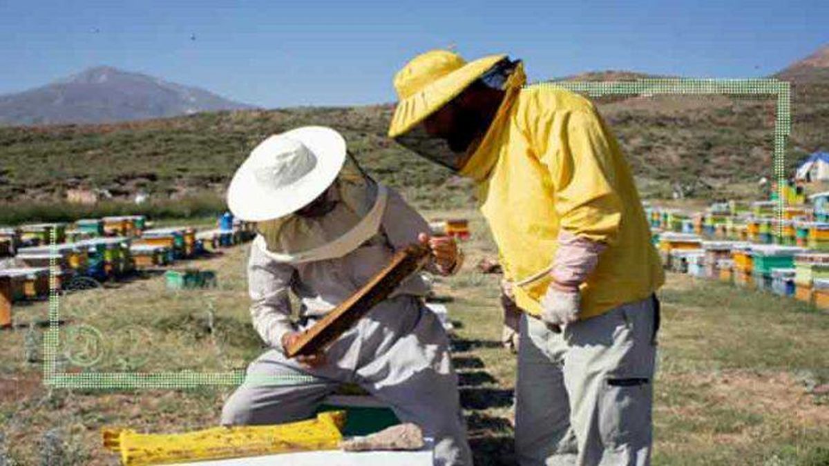 دولت سهم خود را در ساماندهی زنبورداران عملیاتی کند