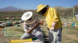 دولت سهم خود را در ساماندهی زنبورداران عملیاتی کند