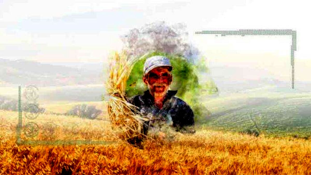 رهبری بدانند؛ سال آینده تولید گندم نصف می‌شود