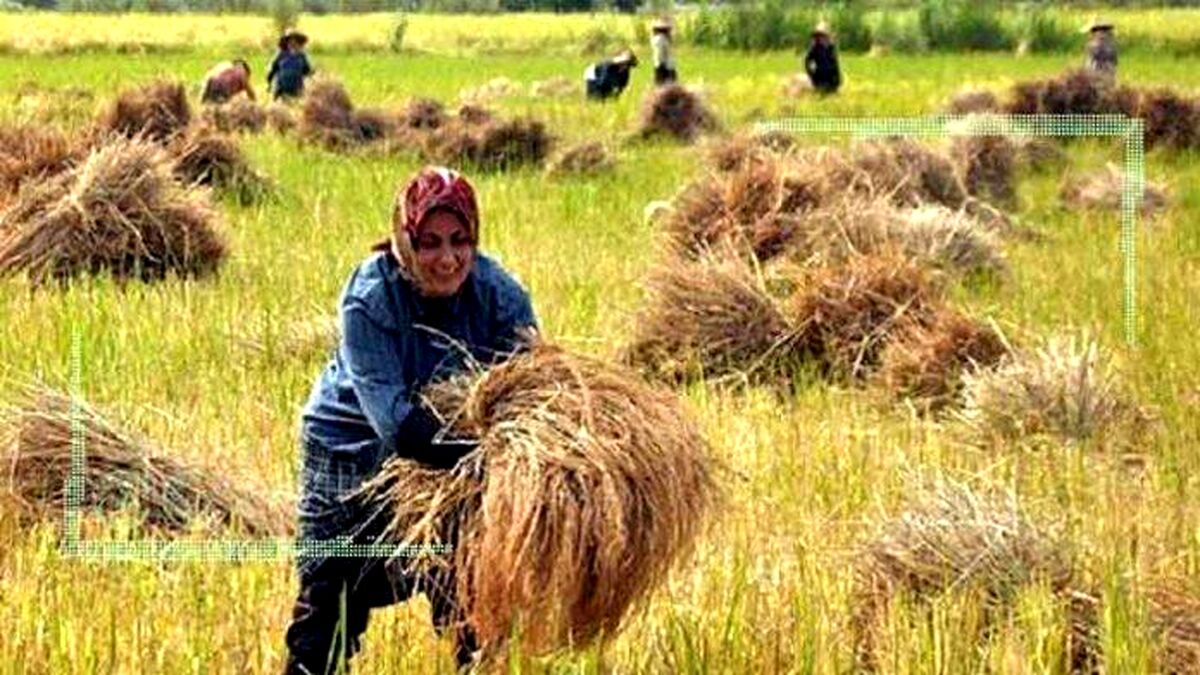 تولید سالانه دو میلیون تن برنج در کشور
