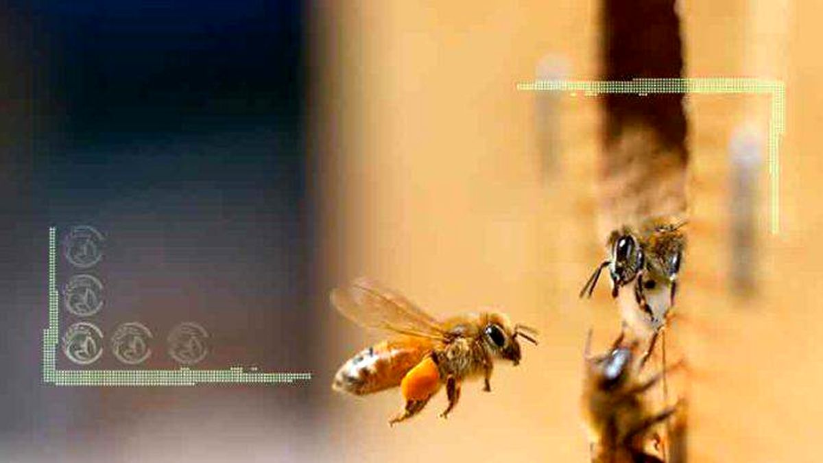 راهکارهای پیشنهادی برای نجات زنبورداری ایران
