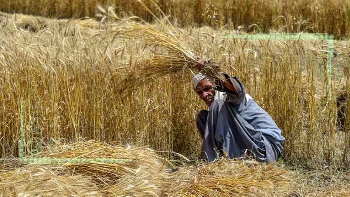 قیمت گندم با تورم ۵۳ درصدی چند می‌شود؟