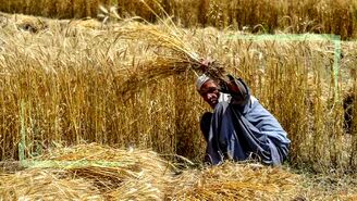 قیمت گندم با تورم ۵۳ درصدی چند می‌شود؟