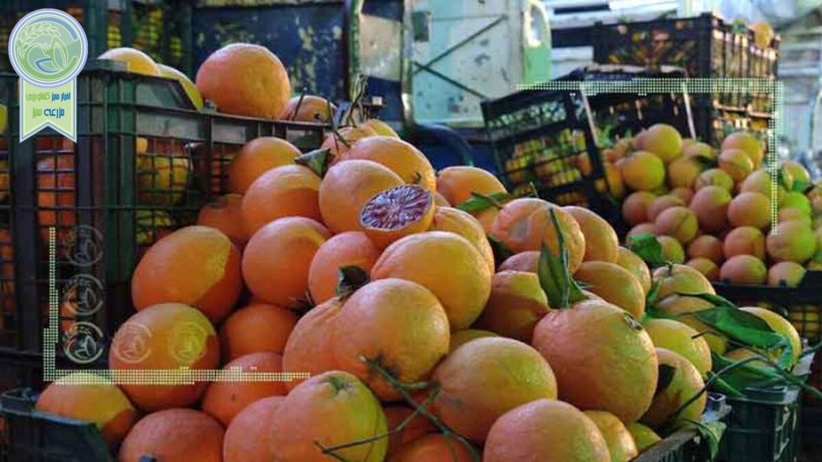 قیمت میوه و تره بار ۲۰ شهریور ۱۴۰۲