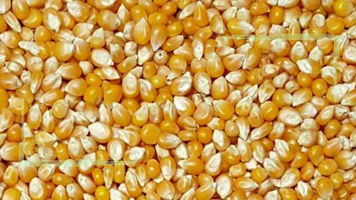 هیچ ذرت آلوده‌ای در استان همدان وجود ندارد