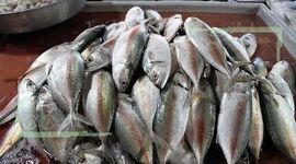 قیمت انواع ماهی ۲۹ شهریور ۱۴۰۲