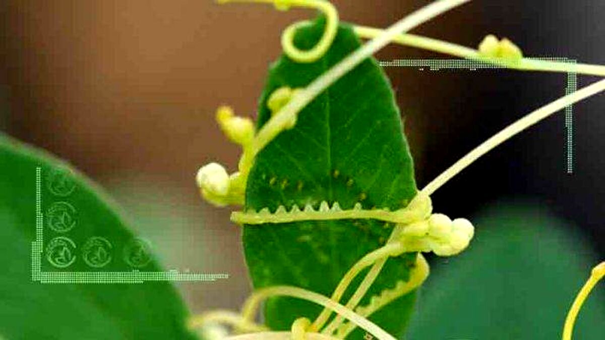 مبارزه با سس درختی در باغات