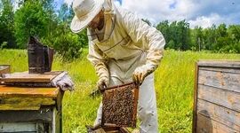 یک‌قدم تا حذف مالیات بر ارزش‌افزوده عسل+ فایل استفساریه

