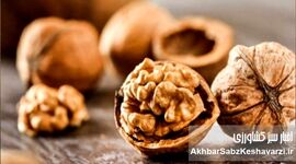 گردو یکی از مقوی‌ترین انواع مغزها
