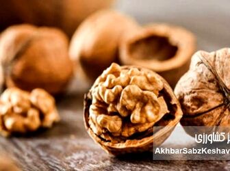 گردو یکی از مقوی‌ترین انواع مغزها