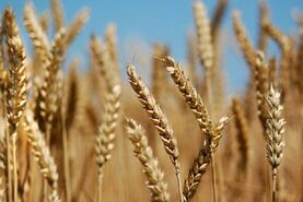نخستین برداشت گندم در سال زراعی جدید به طور رسمی آغاز شد

