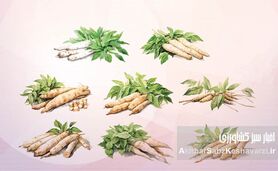 راهنمای جامع کشت و پرورش کاساوا: گیاه پرنشاسته، منبع غذایی آینده