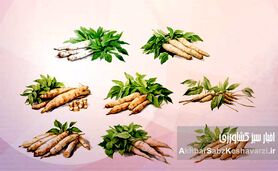 راهنمای جامع کشت و پرورش کاساوا: گیاه پرنشاسته، منبع غذایی آینده