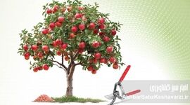 پیش از بیداری درختان؛ آخرین فرصت طلایی هرس و کوددهی باغ‌ها
