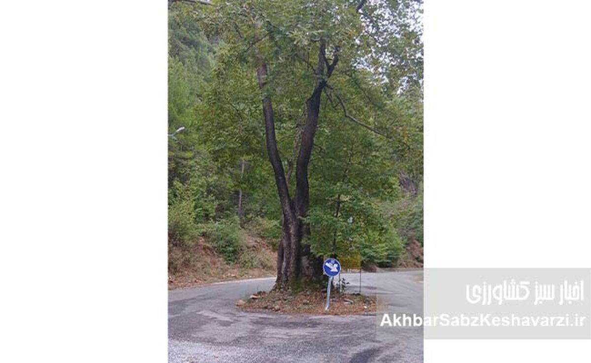 درسِ احترام به طبیعت در آلانیای ترکیه؛ الگویی برای گرگان و گلستان

