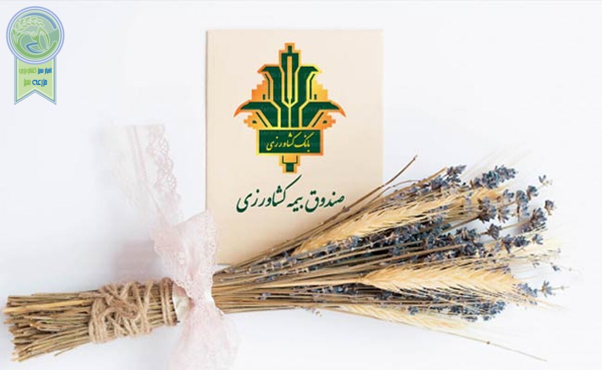 رکوردشکنی بیمه اجباری گندم و دانه‌های روغنی؛ پوشش ۷.۳ میلیون هکتار در سال زراعی ۱۴۰۲-۱۴۰۳