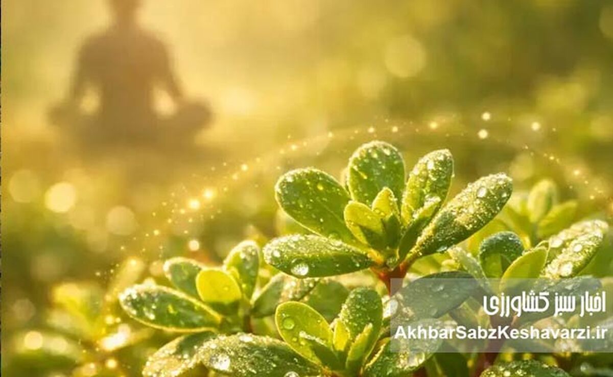 گیاه خرفه؛ گنج پنهان طبیعت برای کنترل استرس