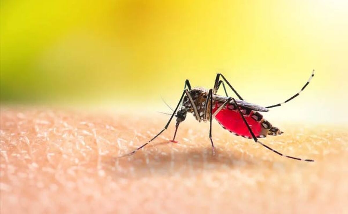 طغیان تب دنگی در جهان

