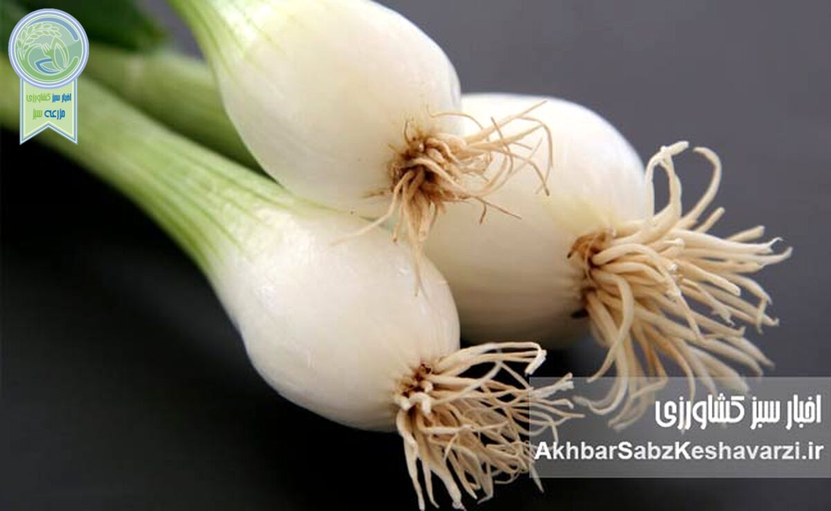 خواص بی‌نظیر پیازچه برای سلامت پوست و مو