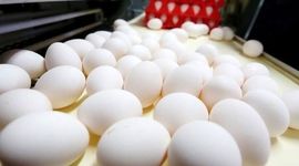 تولید تخم مرغ ۲۵ هزارتن مازاد بر نیاز کشور


