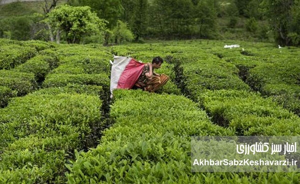 افزایش ۳۰ درصدی نرخ برگ سبز چای در سال جاری؛ پرداخت ۸۵ درصد مطالبات چایکاران
