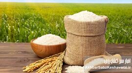 بحران برنج، دست‌ساز سیاست‌هاست؛ وقتی واردات قربانی ارز و مالیات می‌شود