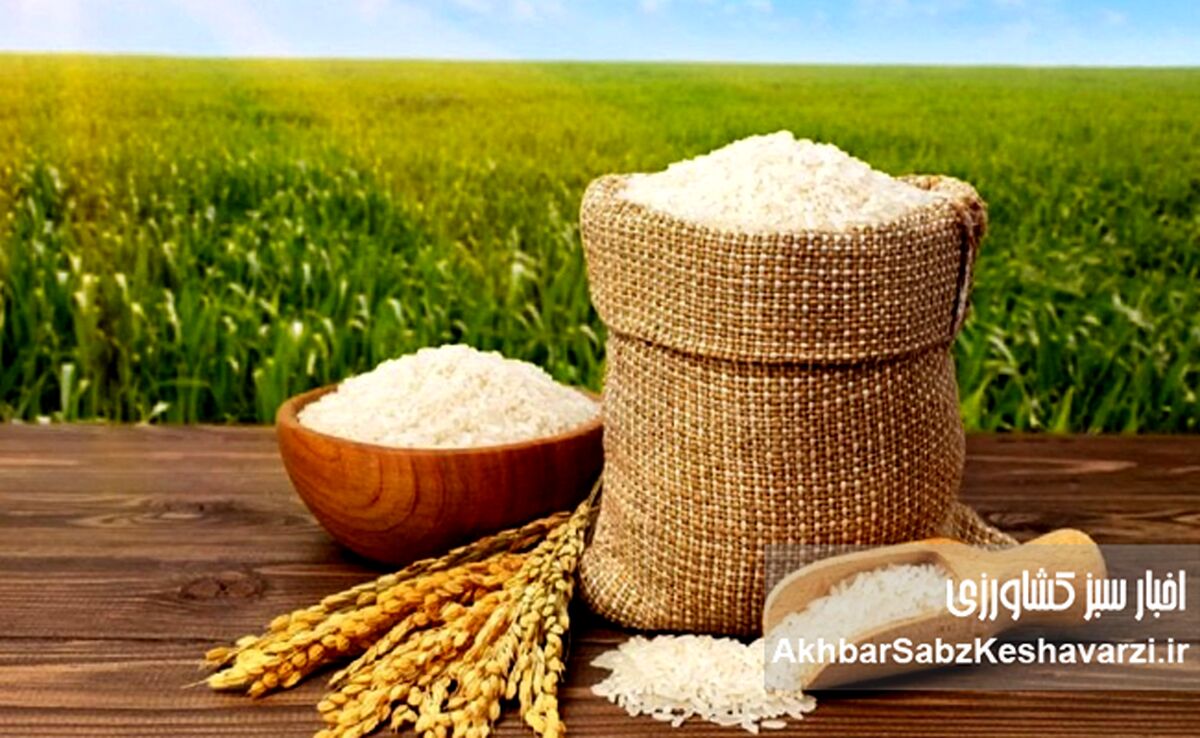بحران برنج، دست‌ساز سیاست‌هاست؛ وقتی واردات قربانی ارز و مالیات می‌شود