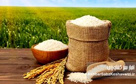 بحران برنج، دست‌ساز سیاست‌هاست؛ وقتی واردات قربانی ارز و مالیات می‌شود