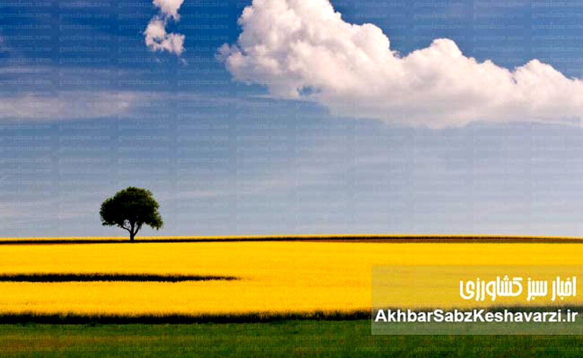داستان روغن کانولا