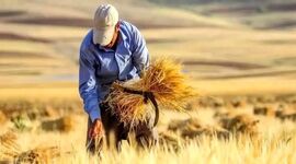 ۱۰۰ همت دیگر برای گندمکاران؛ دولت به دنبال تسویه بیش از ۹۰ درصد مطالبات