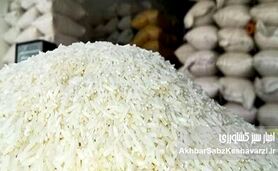  ابررانت برنج؛ امضایی که سفره کشاورزان را خالی کرد