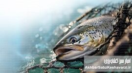 جهان در آستانه ۲۰۰ میلیون تن آبزیان؛ دهه سرنوشت‌ساز آبزی‌پروری
