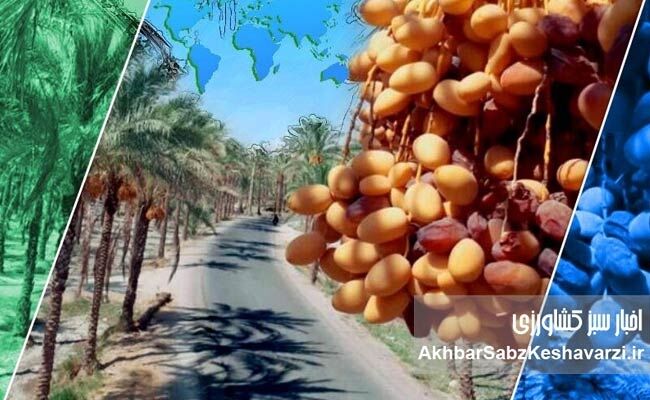 از نخل تا بازار جهانی؛ زنجیره‌ای که هنوز سهم نخلدار در آن گم است