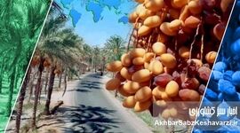 از نخل تا بازار جهانی؛ زنجیره‌ای که هنوز سهم نخلدار در آن گم است
