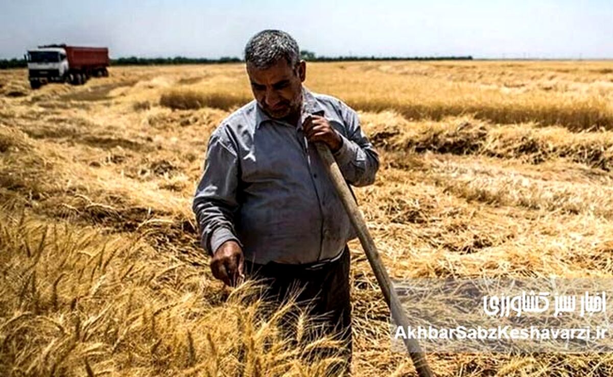چماق گندم وارداتی برای پایین نگه داشتن نرخ داخلی