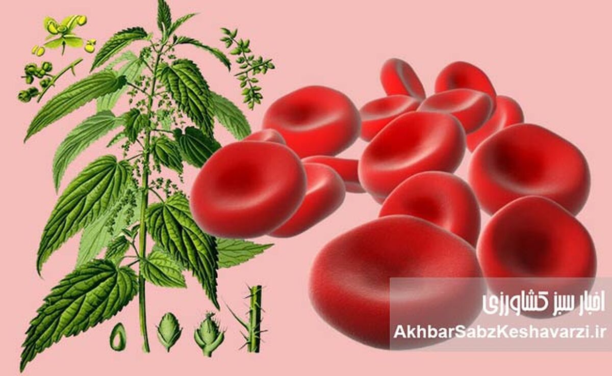  گیاهان معجزه گر برای درمان کم خونی