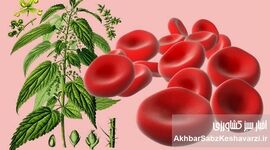  گیاهان معجزه گر برای درمان کم خونی