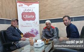 زعفران کم‌آب و سالم وامنان؛ الگویی موفق از کشاورزی پایدار در شرق گلستان+ ویدئو